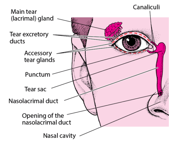 Overview of the Eyelids and Tears – Eye Disorders