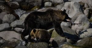 Body of suspected bear attack victim found on mountain in Japan as deadly encounters continue