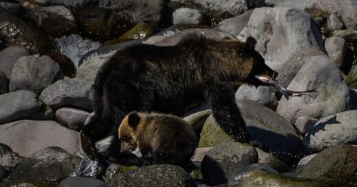 Body of suspected bear attack victim found on mountain in Japan as deadly encounters continue
