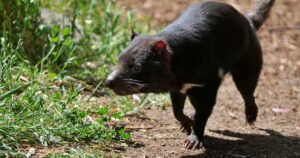 Tasmanian devil named Mary still missing 3 days after escaping wildlife park in Australia: “A mystery”