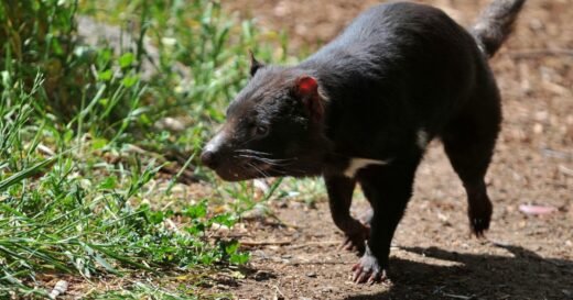 Tasmanian devil named Mary still missing 3 days after escaping wildlife park in Australia: “A mystery”