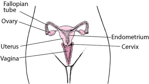 Pelvic Pain in Women – Women’s Health