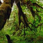 Nature: Hoh Rain Forest in Washington State