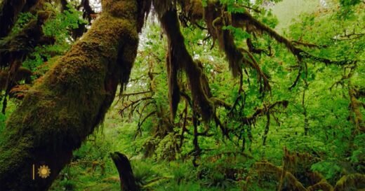 Nature: Hoh Rain Forest in Washington State