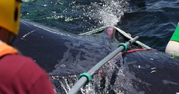 Humpback whale caught in fishing rope freed off Massachusetts: “It was an honor,” rescuers said
