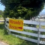 Mass graves with remains of over 100 dogs found at Northern California animal rescue
