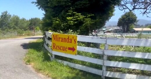 Mass graves with remains of over 100 dogs found at Northern California animal rescue