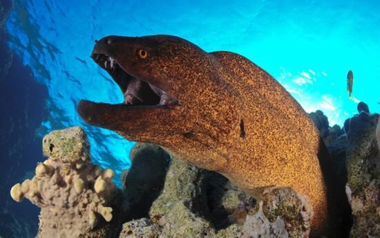 Well, This Bites: Prevention & Treatment of Marine Bites