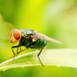 Flesh-eating screwworm detected 25 miles from U.S. border, USDA says