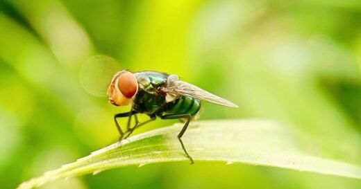Flesh-eating screwworm detected 25 miles from U.S. border, USDA says