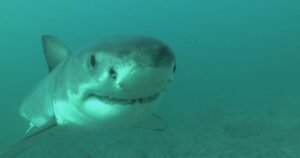 Great white sharks started disappearing from a former hotspot years ago, but scientists can’t agree why