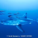 Great white shark captured on video in Mediterranean Sea in “insane” sighting