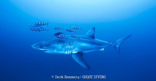 Great white shark captured on video in Mediterranean Sea in “insane” sighting
