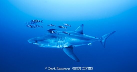 Great white shark captured on video in Mediterranean Sea in “insane” sighting
