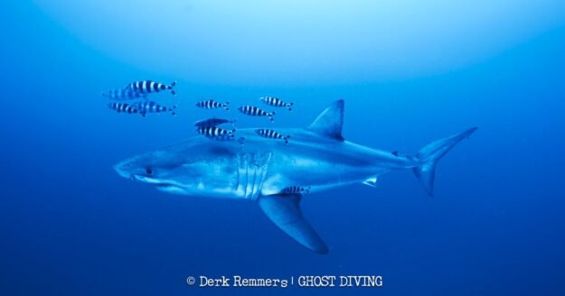 Great white shark captured on video in Mediterranean Sea in “insane” sighting