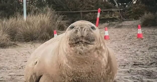Neil the Seal is once again wreaking havoc in the streets of Tasmania