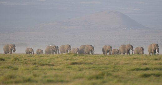 Elephants that died in Kenya likely poisoned by cyanide-tainted tomatoes, authorities say