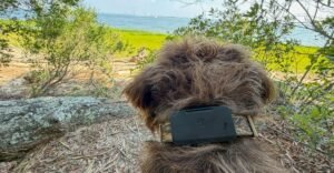 First look: Fi Ultra Starlink pet tracker