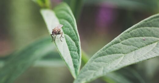 Protect gardens from flies with two simple ingredients