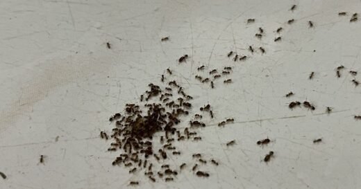 UK households urged to try simple pest control method that costs just