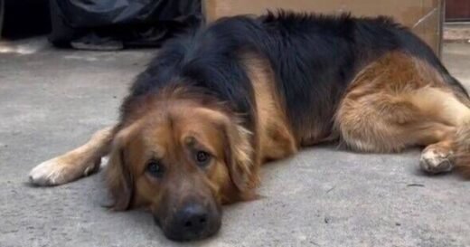 People can’t get over results when German Shepherd and Retriever have puppies
