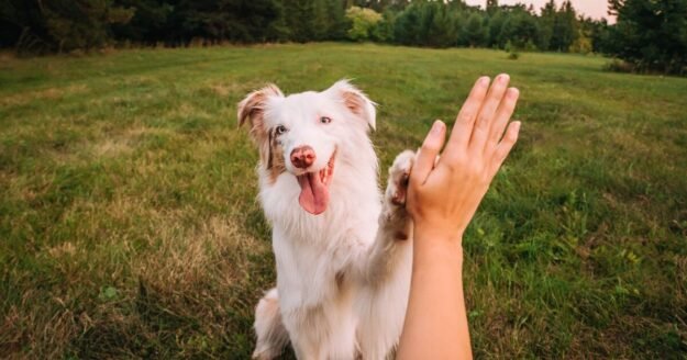 Vet warns your next pet bill could be about to jump