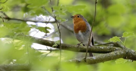Wildlife hospital issues alert to those who gets robins in garden