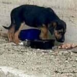 Tiny puppies left to die searching for second chance