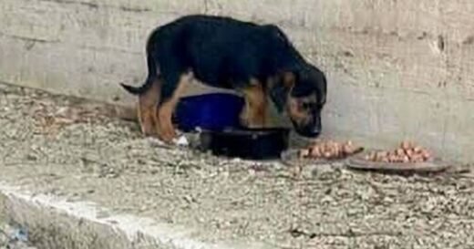 Tiny puppies left to die searching for second chance