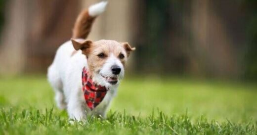 Vet urges dog owners to put bandana on their pets before walks