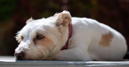 Dog trainer issues crucial 3-step process when leaving pet home alone