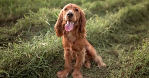 ‘We got police visit after neighbour reported my dog’s habit’