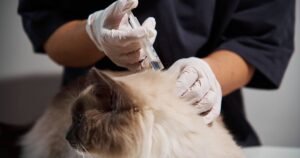 UK vet fees ‘could rise’ despite major rule change, expert warns | Personal Finance | Finance