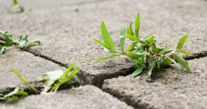 I asked 5 experts how to stop driveway weeds — they all named 1 method