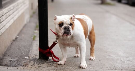 UK areas with the most reported dog thefts and 4 most stolen breeds