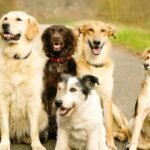 Vet warns dog owners to reconsider choosing one popular dog breed