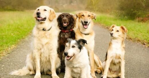 Vet warns dog owners to reconsider choosing one popular dog breed