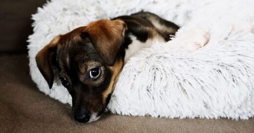 ‘Naughty’ dog behaviour like ‘jumping up’ could actually be a sign of stress