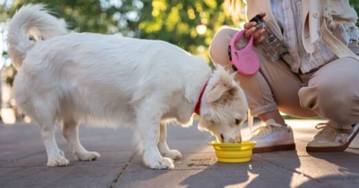 Vet urges owners to stop letting dogs drink from 1 risky place