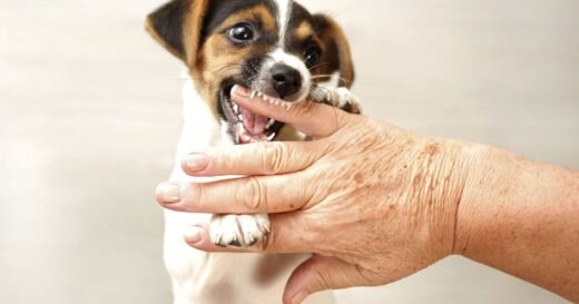 I’m a dog expert and I would never own these 5 breeds – ‘think twice’