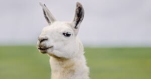 Difference between llamas and alpacas explained