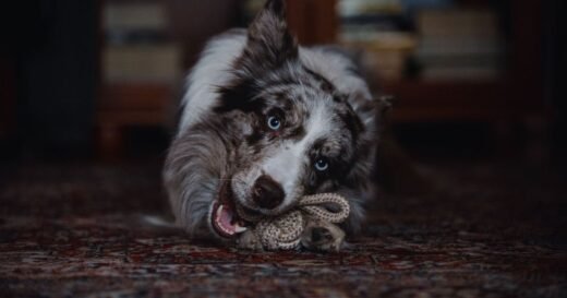‘I train dogs – pets with 1 worrying sign are bite risk’