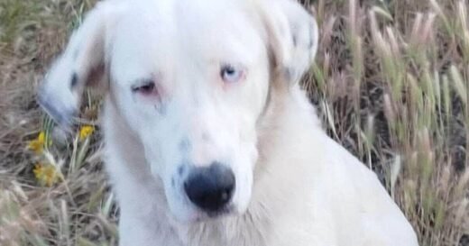 Abandoned dog stops traffic to save best friend but nobody wants her