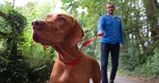 Dog owners told ‘bring a bank card’ on all summer walks