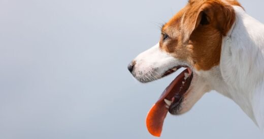 ‘I’m a dog trainer and sign in your dog’s breathing can tell you if th
