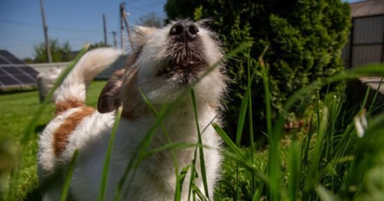 Expert explains why your dog eating grass is ‘not a problem’