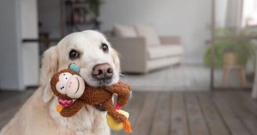 Dogs greet you with toys for reason that melts hearts