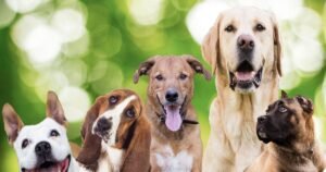 Five types of dog at real risk in the heatwave as expert warns owners