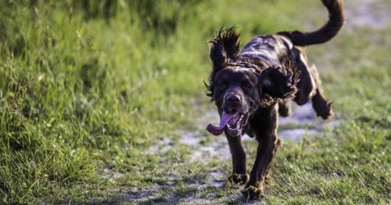 Why dogs get the ‘zoomies’ and when you should call a vet