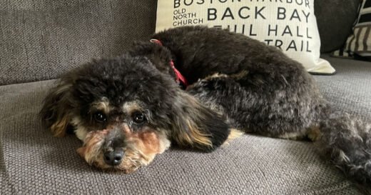 Vet urges pet owners to bring dog in now if they spot 2 changes